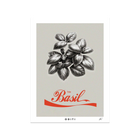 Basil Grey